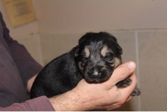 screen-shot-2017-01-22-at-7-33-37-am